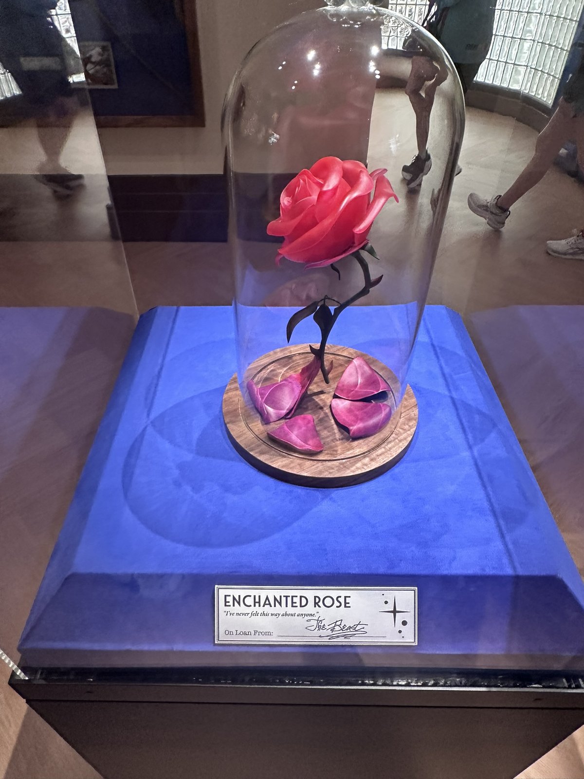 Enchanted Rose prop under glass (Animation Courtyard / Magic of Disney Animation)