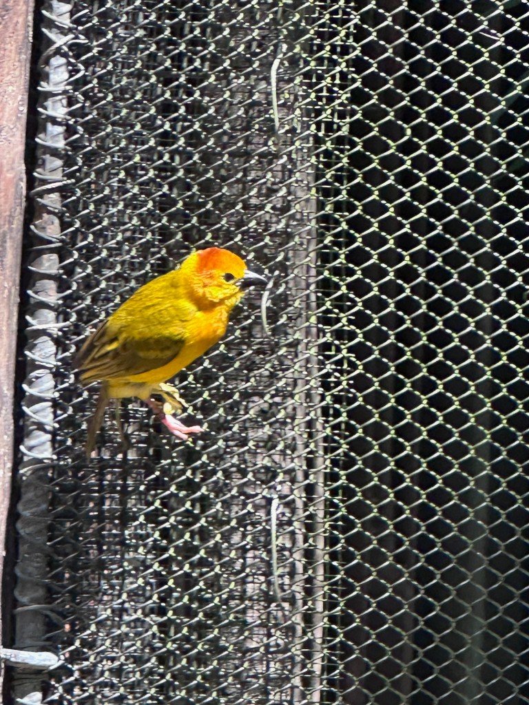 Yellow bird on the mesh in the bird sanctuary