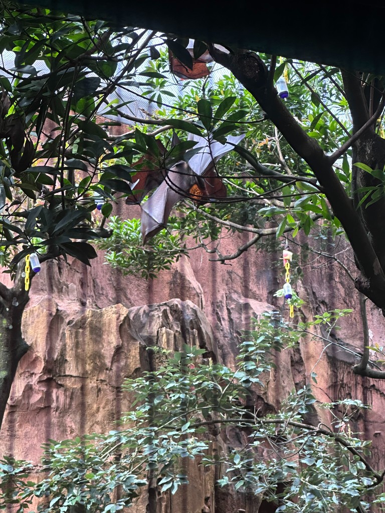 Fruit bat hanging in the habitat on Maharajah Jungle Trek