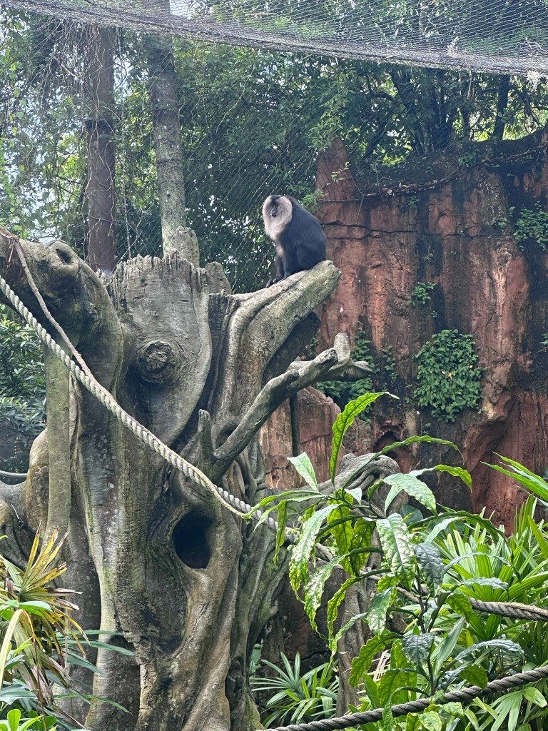 Lion-tailed macaque on a branch along the trek
