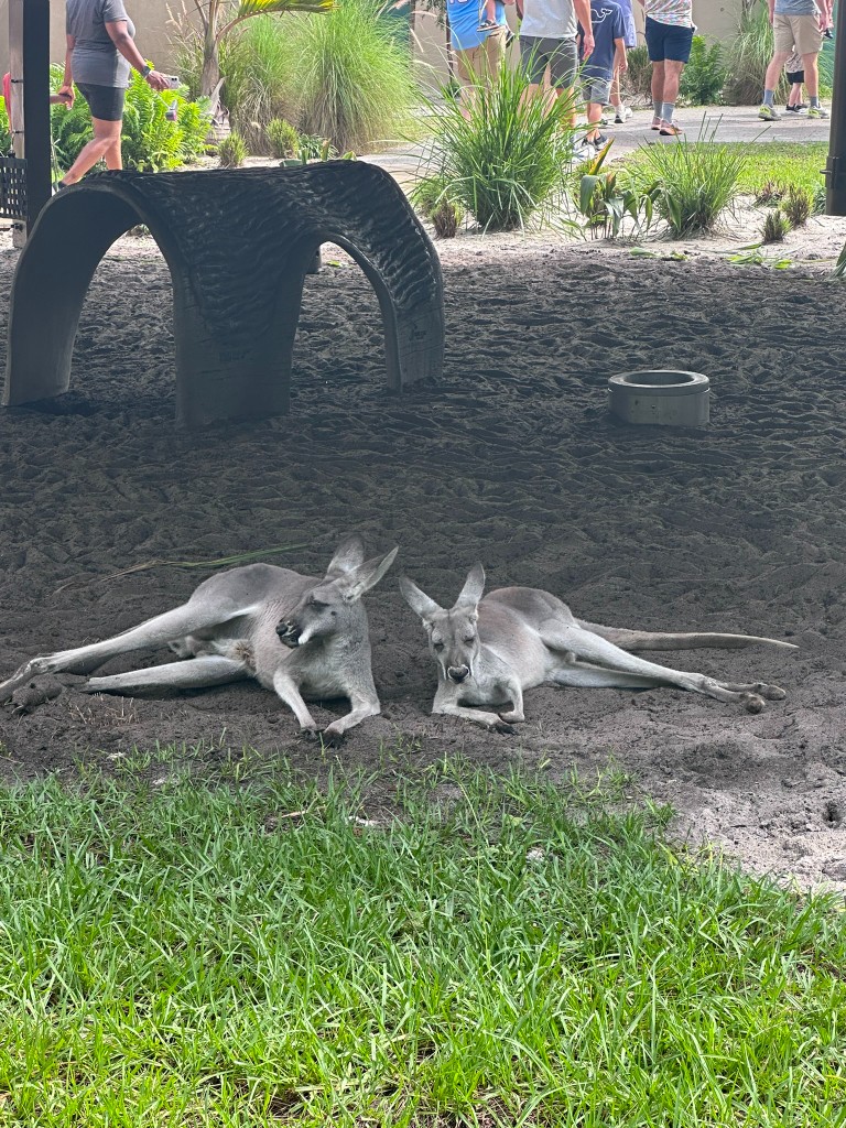Two kangaroos resting in the sand at Jumping Junction