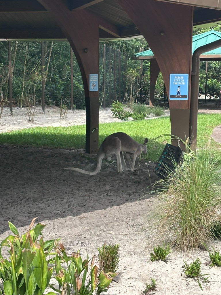 Wildlife Express to Conservation Station sign with Bluey and Bingo